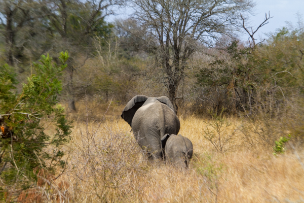 20120728   Sudafrica 0229